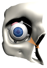 ligaments des yeux et convergence